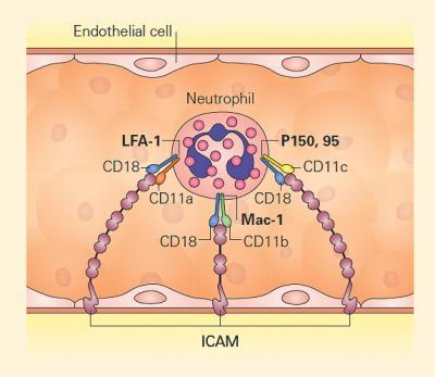 Primary Immunodeficiencies Immunopaedia