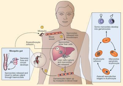 Immunity To Malaria Immunopaedia