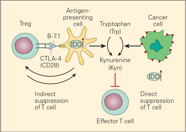 Immune Response To Cancer Immunopaedia