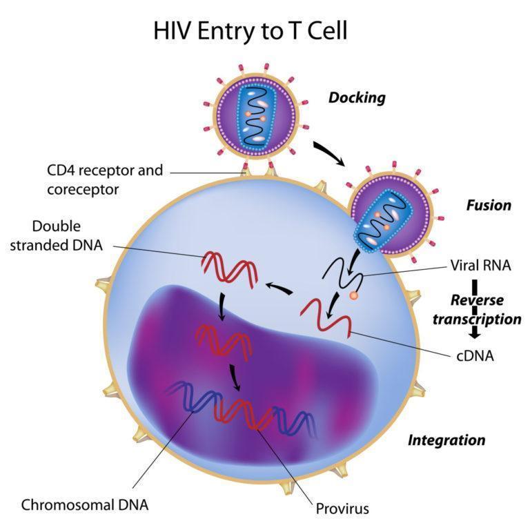 Investigating The HIV Viral Reservoir During Acute Infection Immunopaedia
