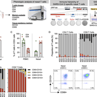 Sars Cov Infection Following Vaccination More Robust Immunity