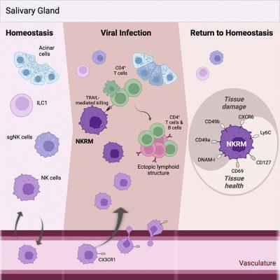 Defining More Roles For Natural Killer Cells Immunopaedia