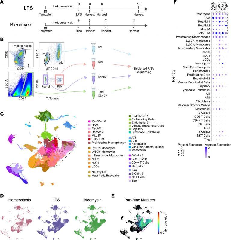 Lung Macrophages Key Insights Into Repair And Fibrosis Pathways