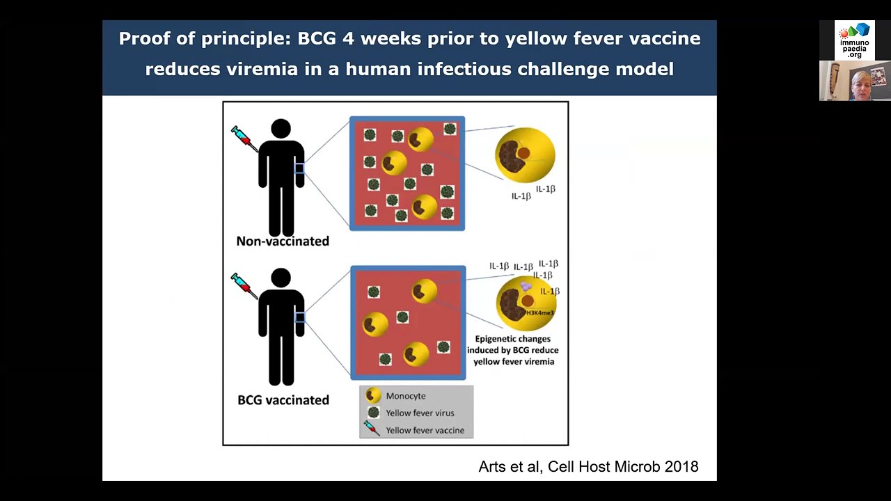 Sais Immunopaedia Webinar On Bcg Covid Immunopaedia