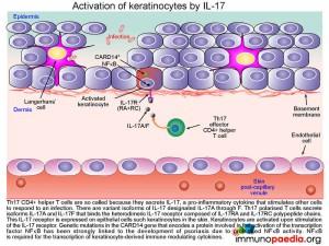 activation of keratinocytes by IL-17