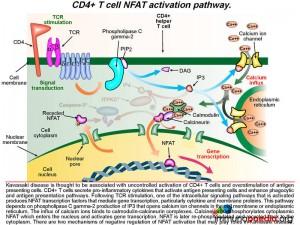 CD4+ T cell NFAT activation pathway