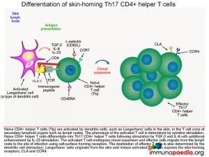 differentiation of skin-homing TH17 CD4+ helper T cells