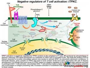 negative regulators of T cell activation: ITPKC