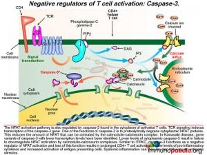 negative regulators of T cell activation: caspase 3