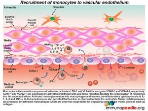 recruitment of monocytes to vascular endothelium