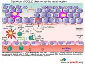 secretion of ccl20 chemokines by keratinocytes