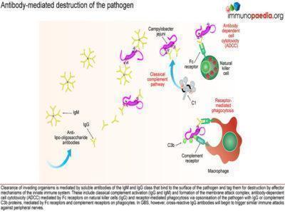 Guillain - Barre Syndrome Case Study | Immunopaedia