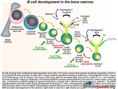 Vaccine Associated Paralytic Polio Case Study | Immunopaedia