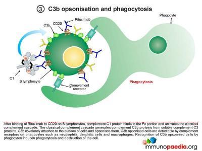 Rituximab | Immunopaedia