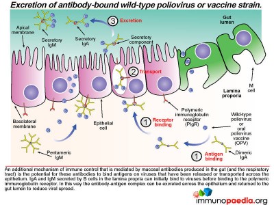 Vaccine Associated Paralytic Polio Case Study | Immunopaedia