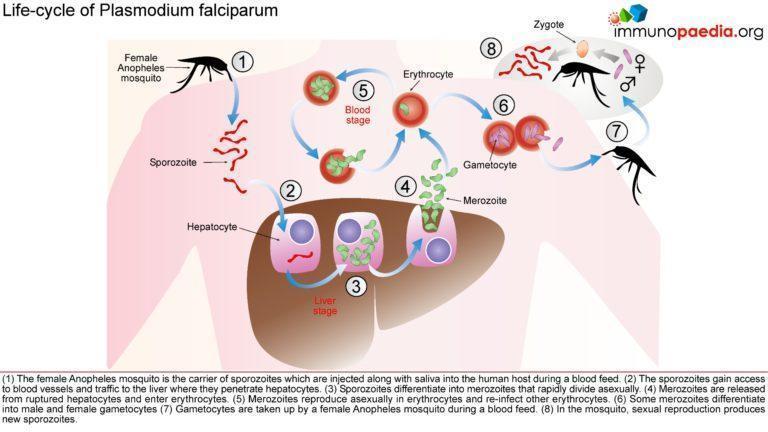 malaria case study cdc