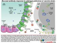 Vaccine Associated Paralytic Polio Case Study | Immunopaedia