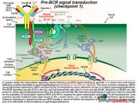 Vaccine Associated Paralytic Polio Case Study | Immunopaedia