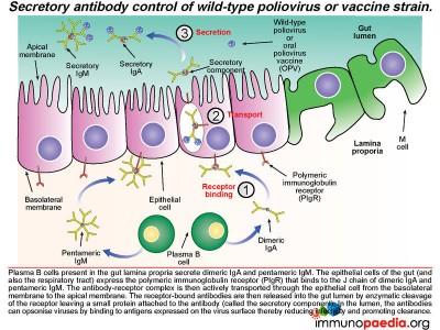 Vaccine Associated Paralytic Polio Case Study | Immunopaedia