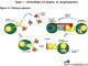 Arthus reaction Case Study | Immunopaedia