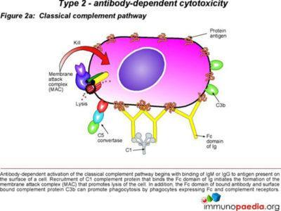 Arthus Reaction Case Study | Immunopaedia