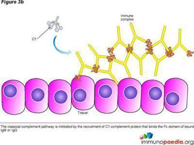 Arthus Reaction Case Study | Immunopaedia