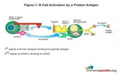 B-cell-activation | Immunopaedia