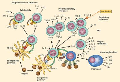 Mucosal Immunity & Immunopathology | Immunopaedia