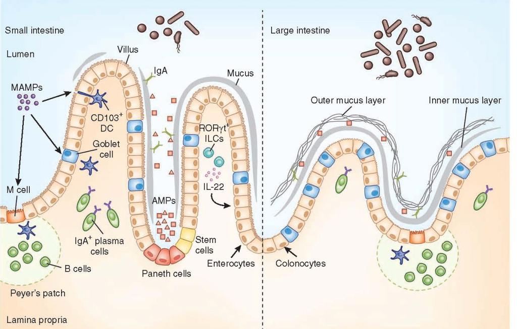 Regulation of Immunity & the Microbiome | Immunopaedia