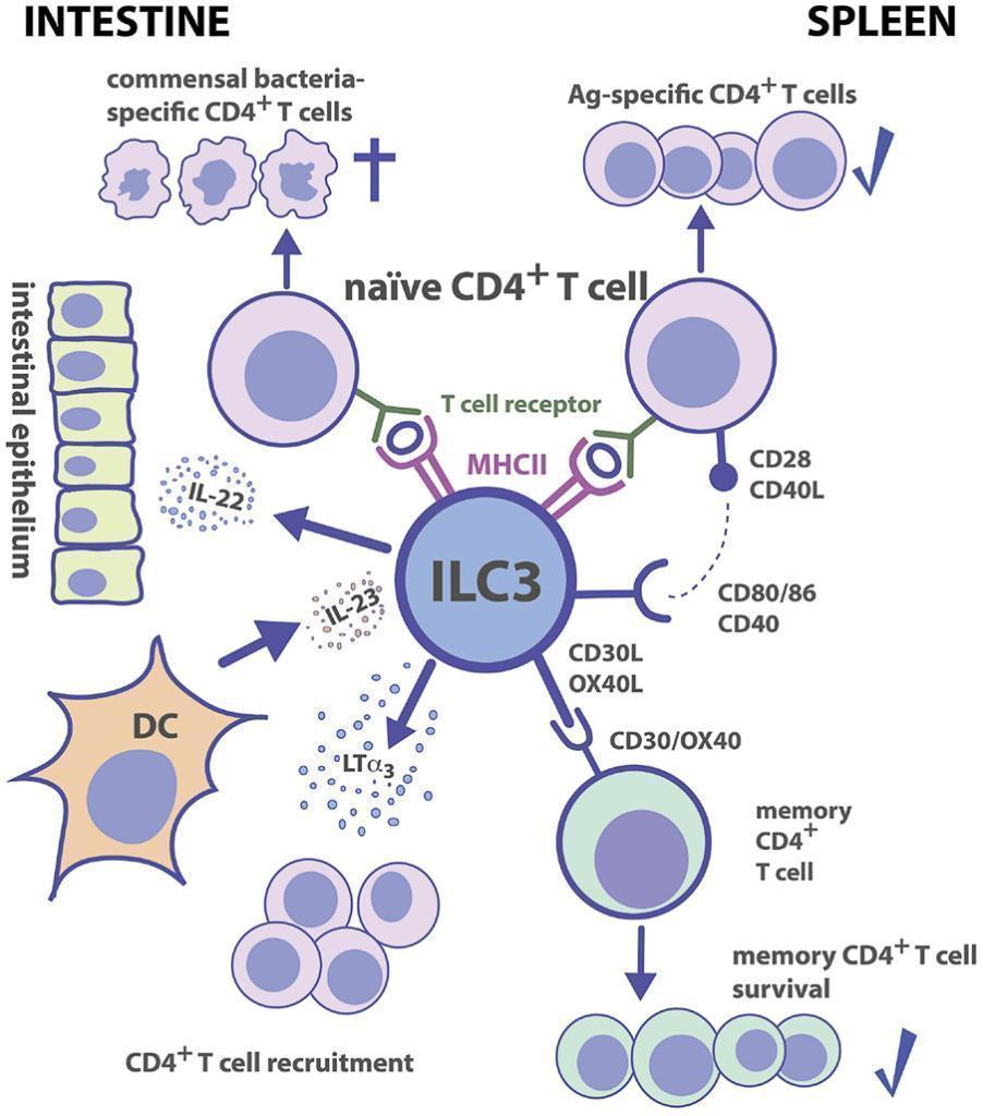 Regulation Of Immunity & The Microbiome | Immunopaedia