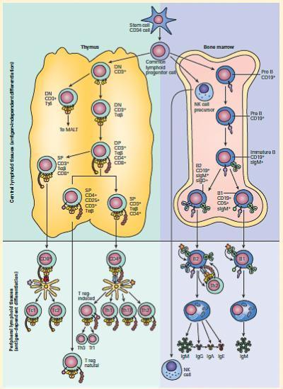 Ontogeny Of The Immune System Immunopaedia