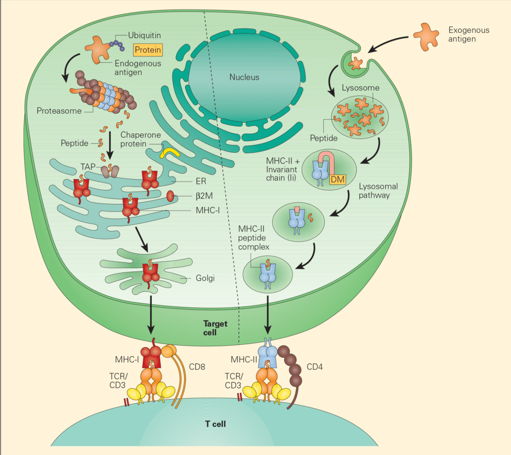 Immune Response To Cancer Immunopaedia