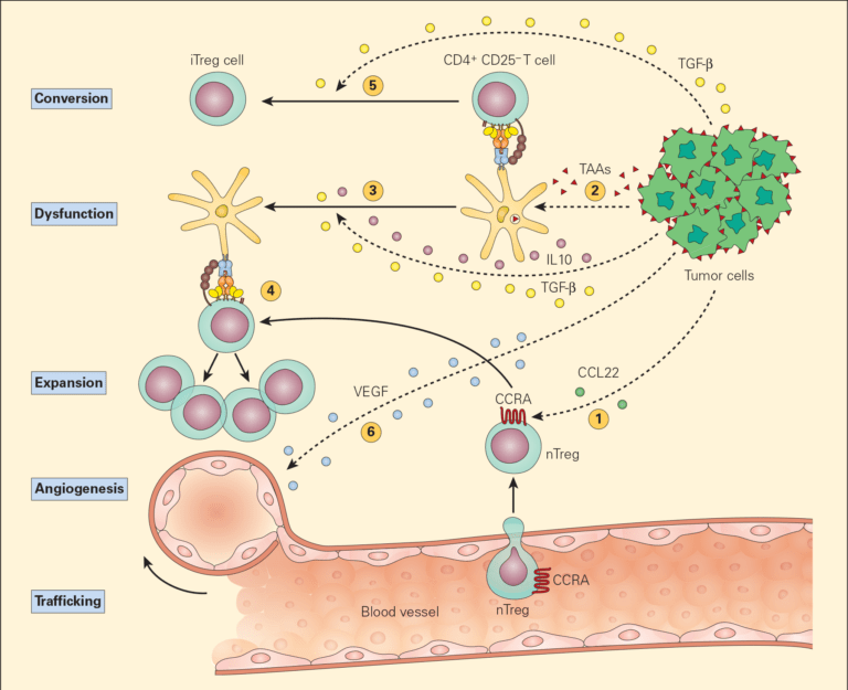 Immune Response to Cancer | Immunopaedia