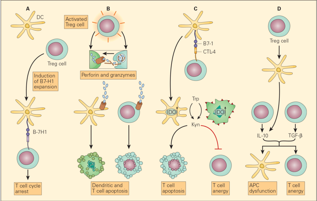 Immune Response to Cancer | Immunopaedia