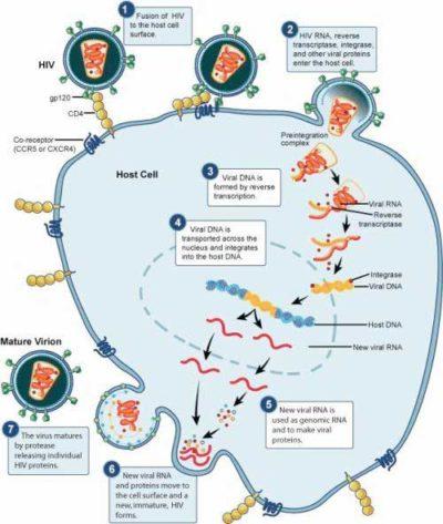 CD32: marker of HIV reservoir? | Immunopaedia