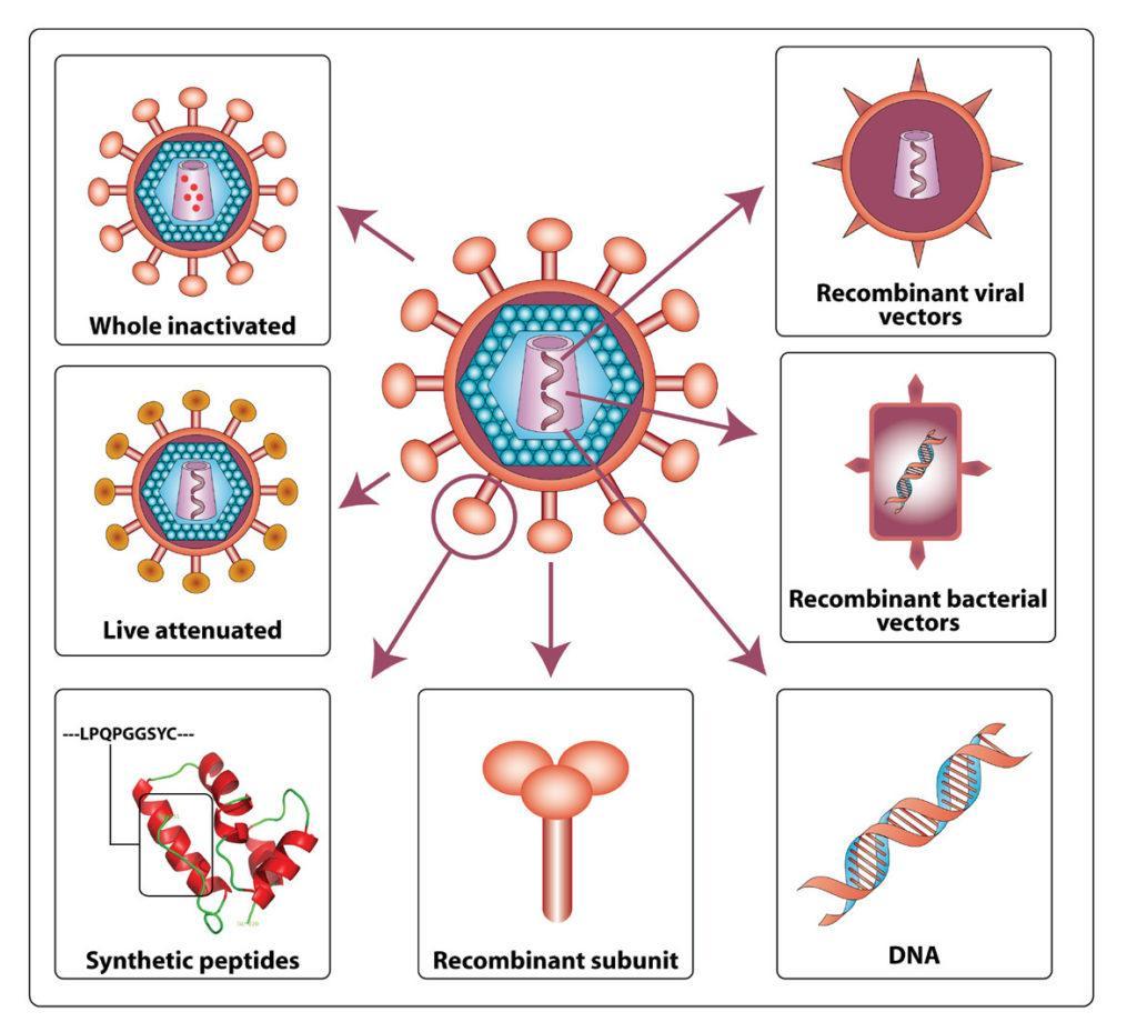 Road to an effective HIV immunogen Immunopaedia