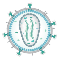 Combination of 2 antibodies controls HIV replication | Immunopaedia