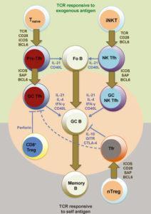 B Cell Activation And Plasma Cell Differentiation | Immunopaedia