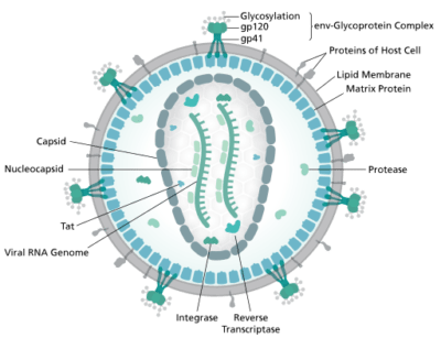 A Broad Overview of HIV Treatments and Cures | Immunopaedia