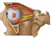 Lateral eye and orbit anatomy