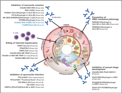 IDA Highlights: Malaria | Immunopaedia