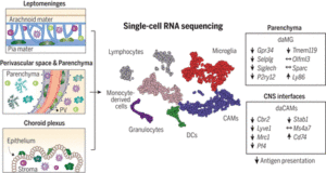 Myeloid cell diversity during neuroinflammation. The homeostatic CNS includes microglia and different CAMs. During disease, microglia clonally expand, and the transcriptomic profile of microglia and CAMs drastically change. Diverse DC and monocyte subsets simultaneously populate the CNS. The role of resident macrophages for antigen presentation is redundant, whereas DCs and/or monocyte-derived populations show high antigen-presentation capacity, pointing to their crucial role in experimental autoimmune encephalomyelitis.