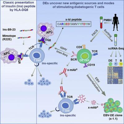 Dual BCR and TCR co-expressing lymphocte, could play a role in T1D ...