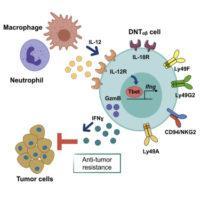 Are Neutrophils In The Tumor Microenvironment Friend Or Foe? 