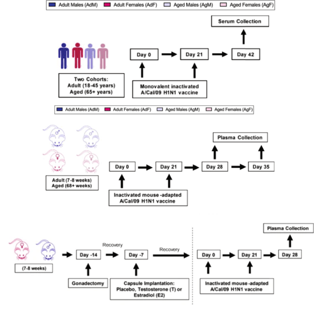 Is Estradiol Responsible For Sex Associated Differences To Flu Vaccination Immunopaedia 