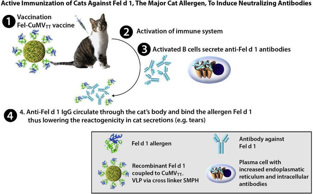 How To Reduce Cat Allergens In The House at Scott Acosta blog