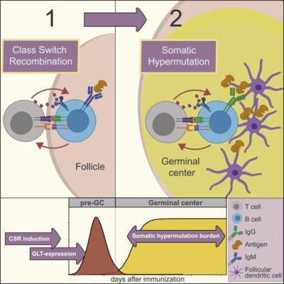 Class-switch Recombination Of Antibodies Occurs Prior To Germinal ...