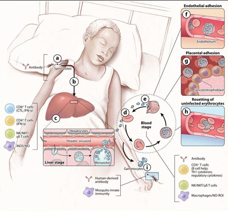 Immuno-Ethiopia: Malaria Highlight 1 | Immunopaedia