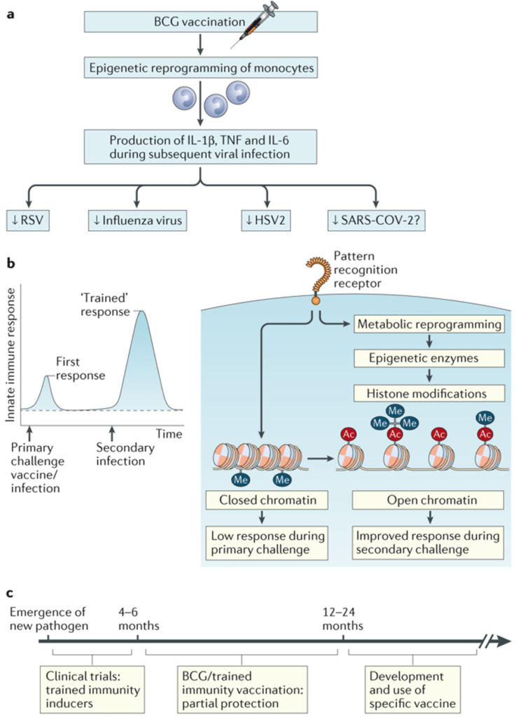 BCG induced trained immunity and COVID-19 | Immunopaedia