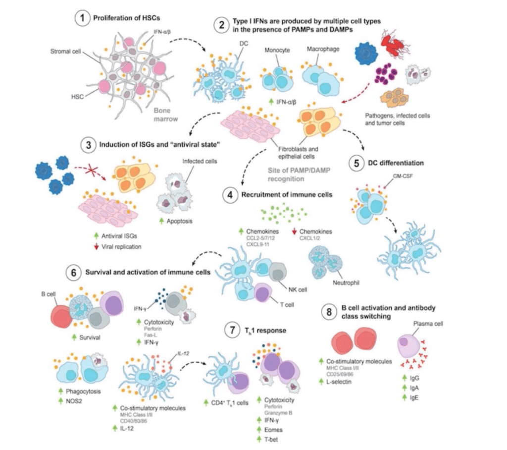 Global outbreaks – Interferons as 1st responders Video | Immunopaedia